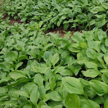 꽃순이네 농장 산마늘 1kg, 눈개승마 1kg