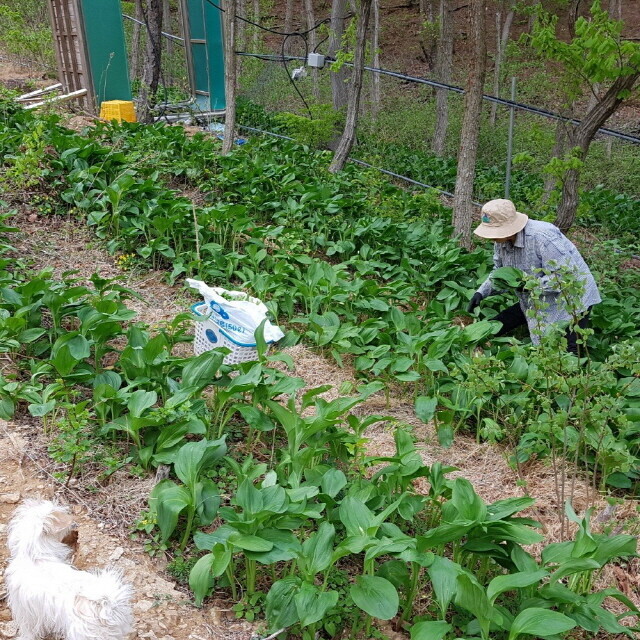 양양로컬푸드,꽃순이네 농장 산마늘 1kg, 눈개승마 1kg