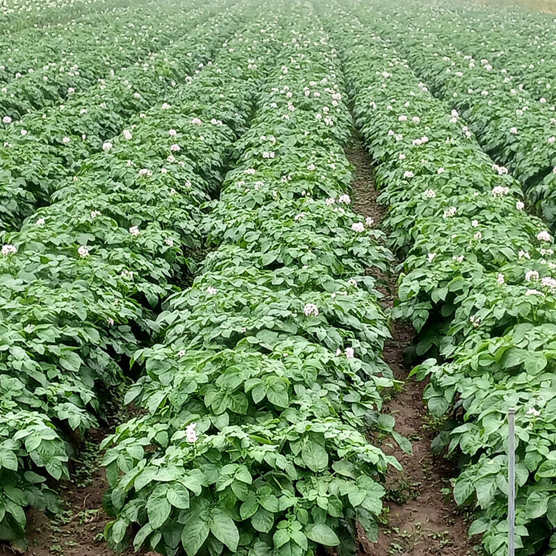 양양로컬푸드,2024년 양양 서천원 농가 햇감자 10kg, 20kg