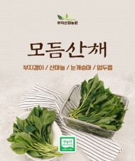 부덕산채농원 부지깽이, 눈개승마, 산마늘, 엄두릅 1kg